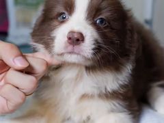 -翊宠yipet猫狗购宠庄园犬舍•猫舍