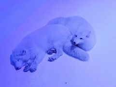 -海合安成都极地海洋公园