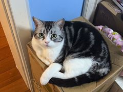 -GODIVA(港汇恒隆广场)