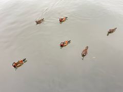 -楼外楼(西湖景区孤山路店)