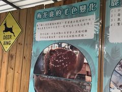 -鹿境梅花鹿生态园区