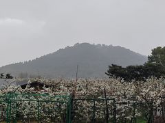 -树山生态村