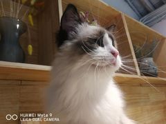 -喵屿·大理花园猫咖