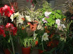 -国家植物园南园