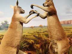 -陕西自然博物馆