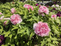 -莲花池公园