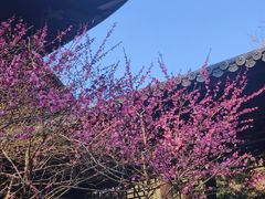 -十八棵（老龙井）御茶园(老龙井店)