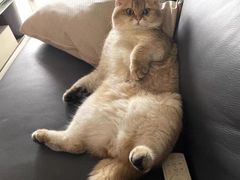 -欣宠猫屋·矮脚拿破仑·蓝金金渐层