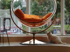 -飞行喵MR PILOT|猫舍·猫咖(静安大融城店)