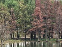 -贡湖湾湿地公园