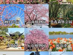 -顾村公园