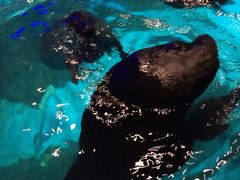 -海合安青岛极地海洋公园