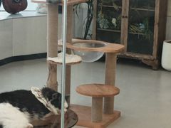-共舞时光猫咖·狗咖(新街口店)