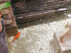 -巢湖名吃·东关老鹅汤(江南风情街店)