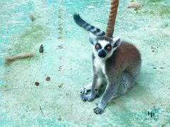 -栾川竹海野生动物园