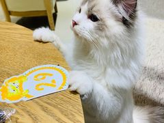 -藏猫猫咖啡主题馆(中央大道店)