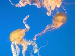 -太平洋海底世界