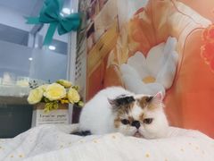 -爱洗澡的猫(望京店)