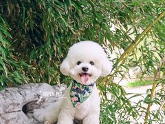 -超宠爱宠物摄影-Super pet