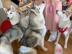 -Husky Go! 哈士奇体验馆·宠物咖啡厅狗咖