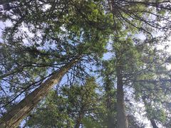 -武陵山森林公园