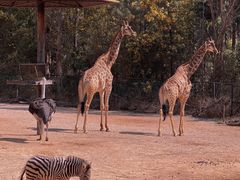 -云南野生动物园