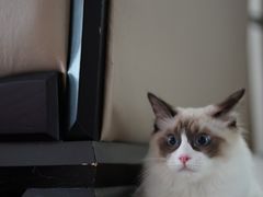 -喵zoo家庭繁育猫舍(尖东智能花园店)