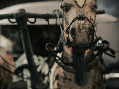 -秦始皇帝陵博物院(兵马俑)