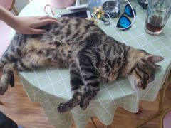 -这儿没有猫·猫咖萌宠馆·撸猫