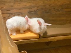 -猫猫幼稚园·撸猫·桌游·电玩