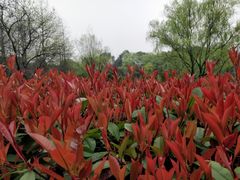 -千岛湖龙川湾