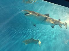 iphone_upload_pic-北戴河圣蓝海洋公园