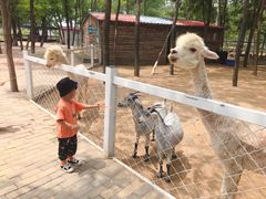 -杨柳青庄园