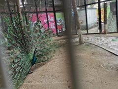 -海合安成都极地海洋公园