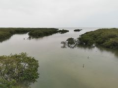 -北海金海湾红树林生态旅游区