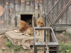 -大连森林动物园