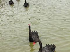 -南大港湿地风景区