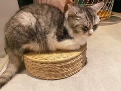-猫儿山۰猫主题餐厅