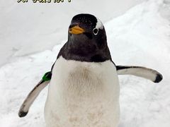 -广州热雪奇迹