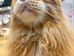 -藏猫猫咖啡主题馆(中央大道店)