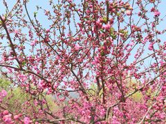 -北京西山国家森林公园