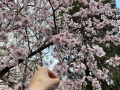 -桃花堤公园