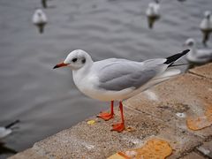 -昆明老街