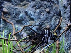 -上海海洋水族馆