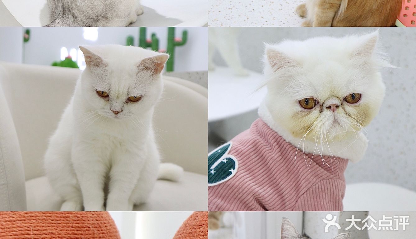 上海猫咖探店 | 撸猫的一天也太快乐了🐱