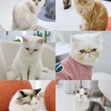 上海猫咖探店 | 撸猫的一天也太快乐了🐱