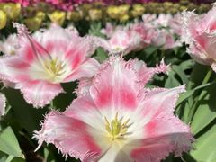 -洛阳郁金香牡丹园