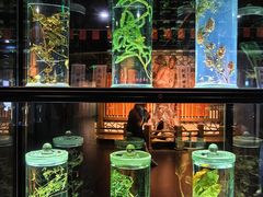 -广东中医药博物馆