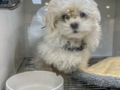 -萌宠之家·腊肠犬·马尔泰·小体犬舍