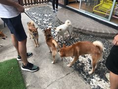 -柴犬高等学院·狗咖·柴犬售卖·宠物训练